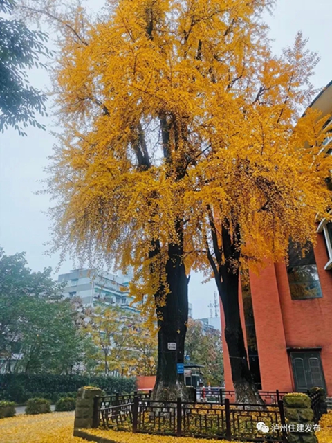限時觀賞！瀘州這8個地方銀杏金黃，速來打卡！(圖4)