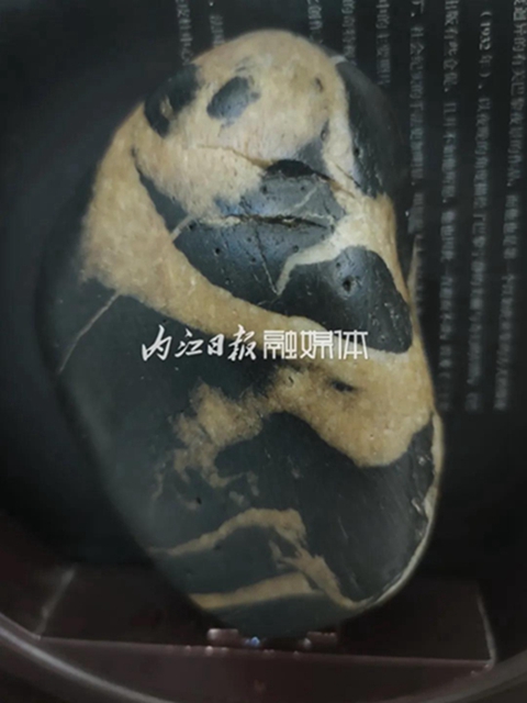 小伙伴們驚呆了！內(nèi)江市民在沱江邊撿到一只“熊貓”(圖3)