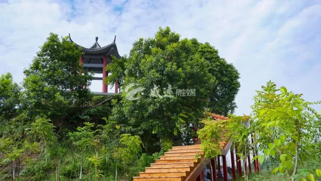 住房車，賞百草！新晉內(nèi)江網(wǎng)紅地“藥王谷”來了！(圖8)