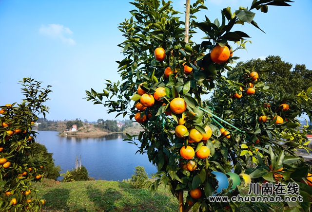 瀘縣立石鎮(zhèn)：玉龍湖畔橘滿(mǎn)青山(圖1)