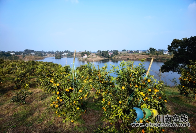 瀘縣立石鎮(zhèn)：玉龍湖畔橘滿(mǎn)青山(圖2)