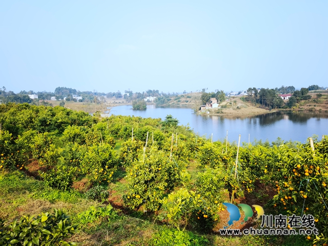 瀘縣立石鎮(zhèn)：玉龍湖畔橘滿(mǎn)青山(圖3)