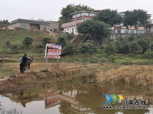 瀘縣：龍蝦錯時銷售價(jià)格高，稻蝦種養(yǎng)效益好(圖2)