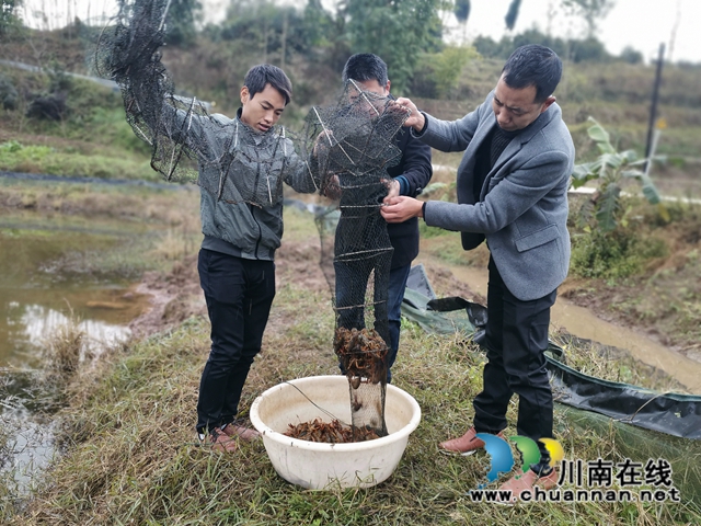 瀘縣：龍蝦錯時銷售價(jià)格高，稻蝦種養(yǎng)效益好(圖3)