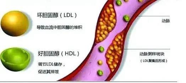 【辟謠】吃雞蛋不吃蛋黃？膽固醇真的如此可怕？(圖6)