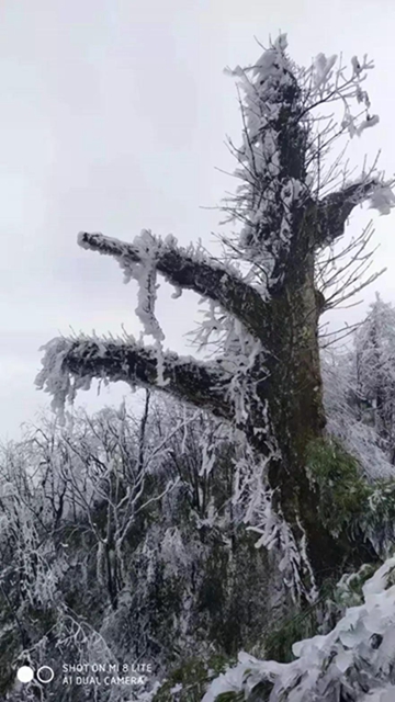 這些賞雪地點(diǎn)趕緊收藏！宜賓可能迎來(lái)新年第一場(chǎng)雪(圖4)