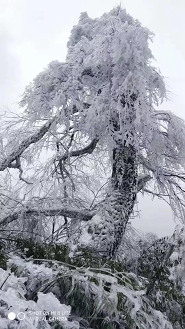 這些賞雪地點(diǎn)趕緊收藏！宜賓可能迎來(lái)新年第一場(chǎng)雪(圖3)