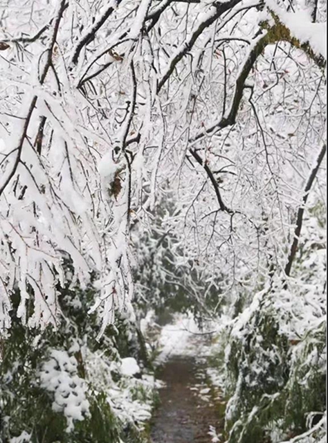 這些賞雪地點(diǎn)趕緊收藏！宜賓可能迎來(lái)新年第一場(chǎng)雪(圖20)
