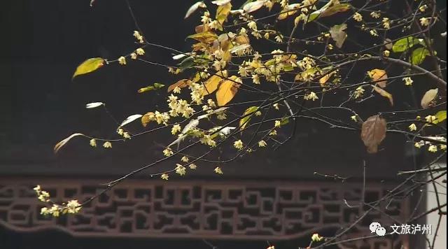 香噴噴！快來瀘州這些地方賞蠟梅(圖2)