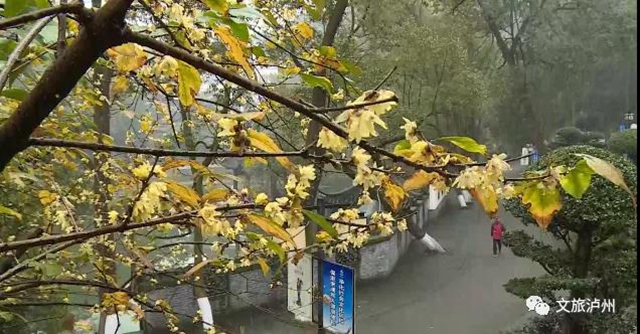 香噴噴！快來瀘州這些地方賞蠟梅(圖4)
