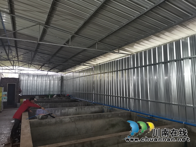 瀘縣首家娃娃魚養(yǎng)殖專業(yè)戶楊建章：養(yǎng)娃娃魚，有比賺錢更美好的事！(圖2)