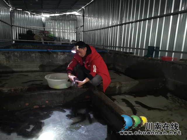 瀘縣首家娃娃魚養(yǎng)殖專業(yè)戶楊建章：養(yǎng)娃娃魚，有比賺錢更美好的事！(圖3)