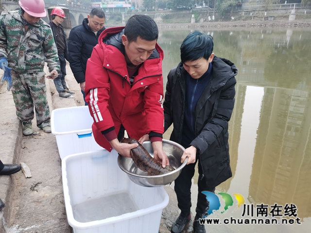 瀘縣首家娃娃魚養(yǎng)殖專業(yè)戶楊建章：養(yǎng)娃娃魚，有比賺錢更美好的事！(圖6)