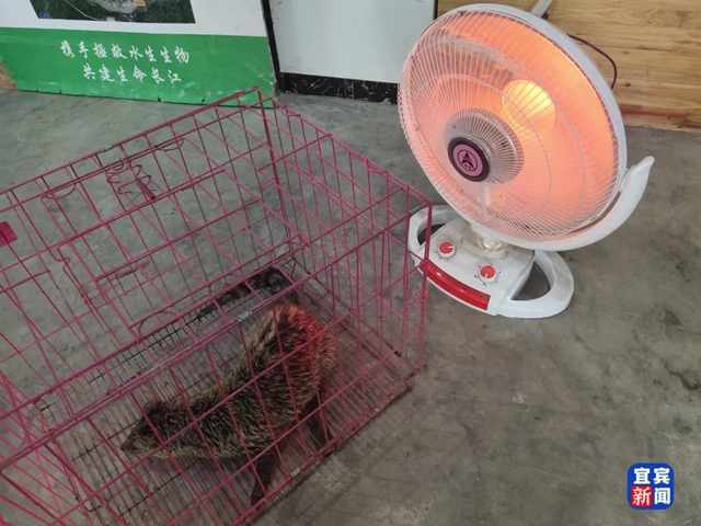 稀有！宜賓三江口首次發(fā)現(xiàn)國家一級保護動物！還有……(圖4)
