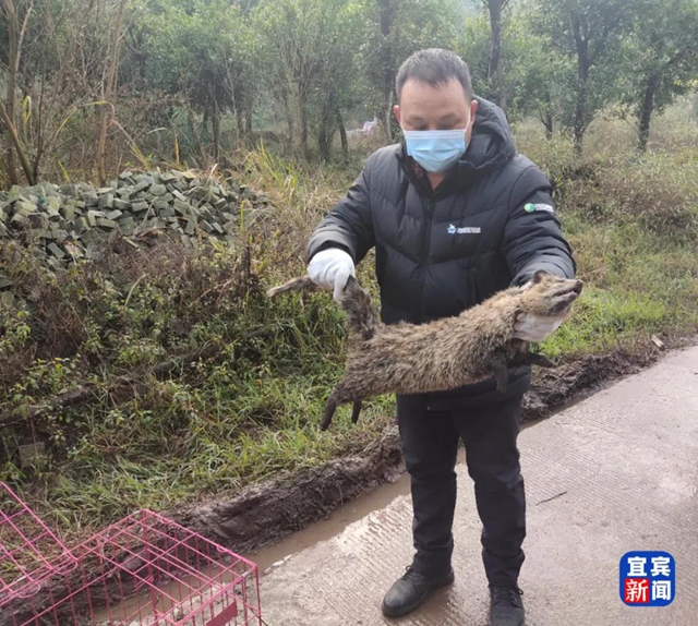 稀有！宜賓三江口首次發(fā)現(xiàn)國家一級保護動物！還有……(圖5)