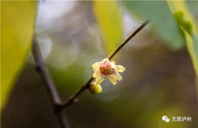瀘州城區(qū)臘梅地圖請收好！花都開好了，只等你！(圖12)