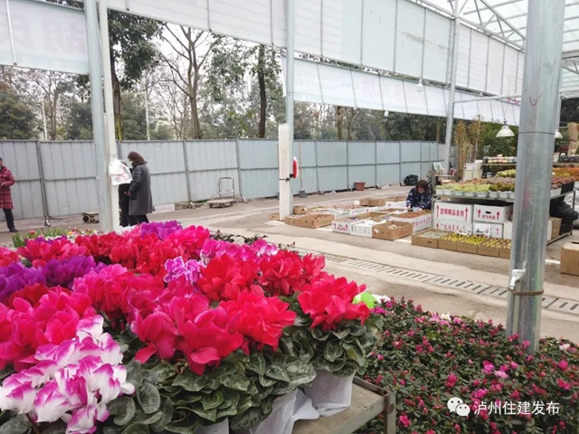 升級回歸丨瀘州羊大山花卉市場重新開業(yè)了(圖3)