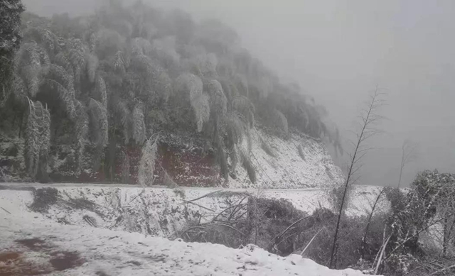 合江福寶護(hù)林員王熙：八百萬(wàn)步平凡之路，守護(hù)一方青山樂(lè)土(圖3)