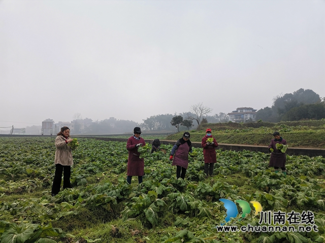 省勞動模范薛世蘭：多產(chǎn)融合、稻菜輪作實現(xiàn)糧增產(chǎn)錢增收