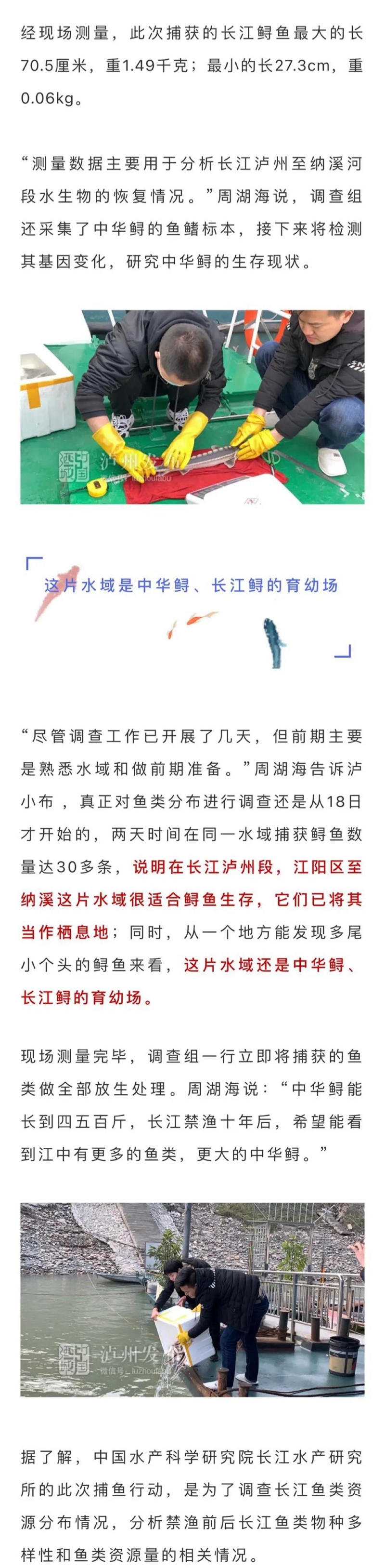 長江生態(tài)逐步向好，國家一級保護(hù)動物長江鱘、中華鱘在瀘州扎堆出現(xiàn)(圖3)