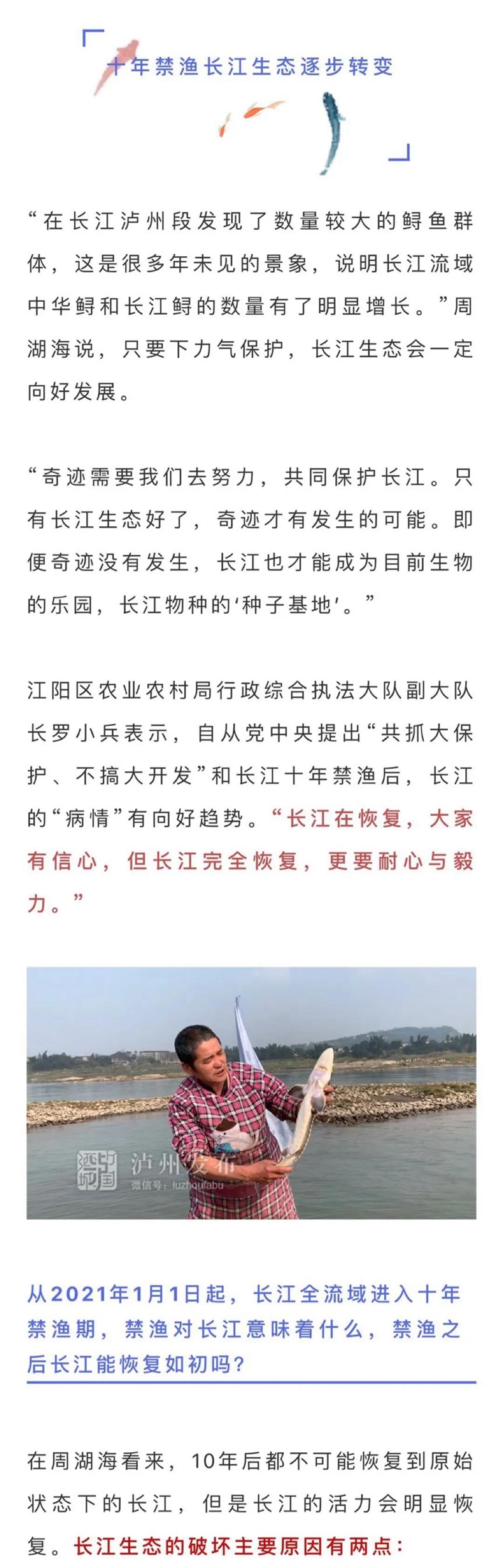 長江生態(tài)逐步向好，國家一級保護(hù)動物長江鱘、中華鱘在瀘州扎堆出現(xiàn)(圖4)