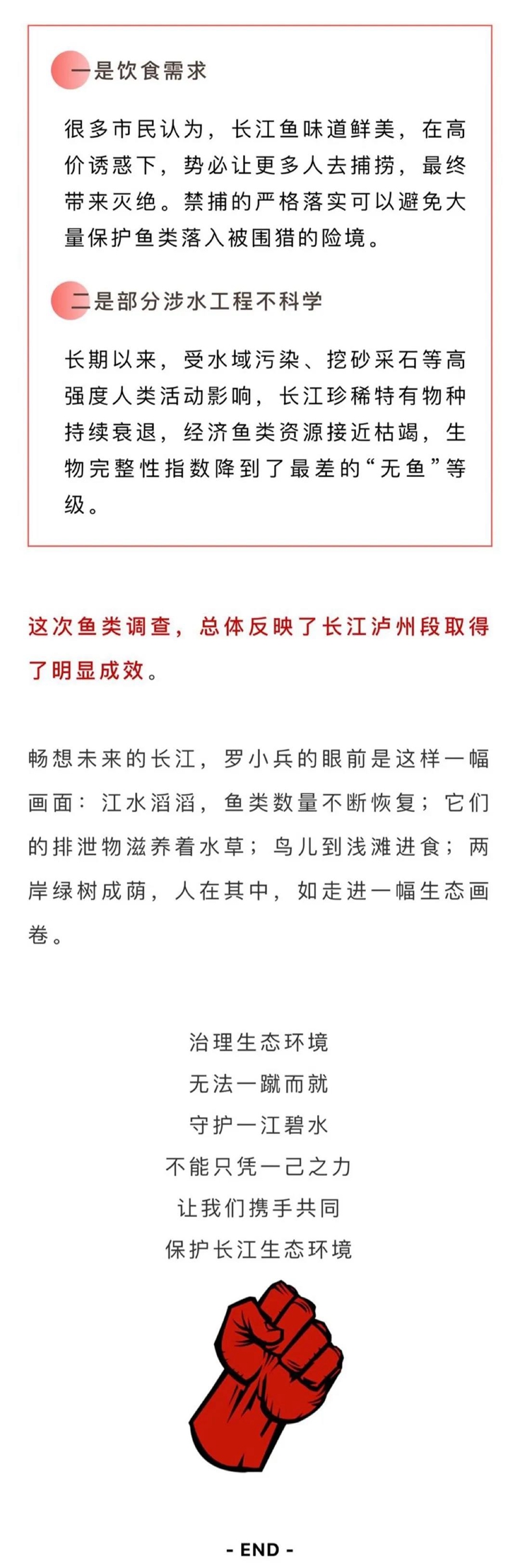 長江生態(tài)逐步向好，國家一級保護(hù)動物長江鱘、中華鱘在瀘州扎堆出現(xiàn)(圖5)