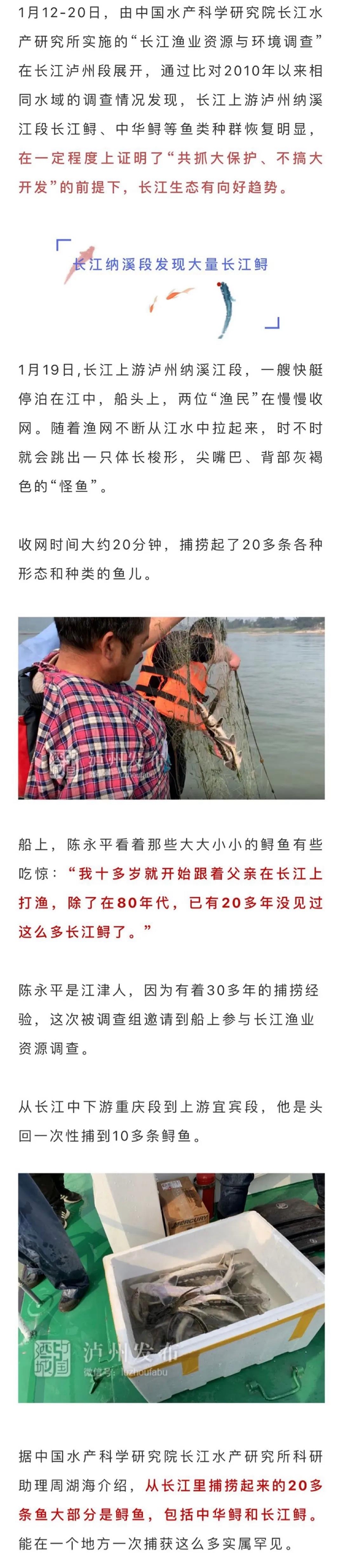 長江生態(tài)逐步向好，國家一級保護(hù)動物長江鱘、中華鱘在瀘州扎堆出現(xiàn)(圖2)