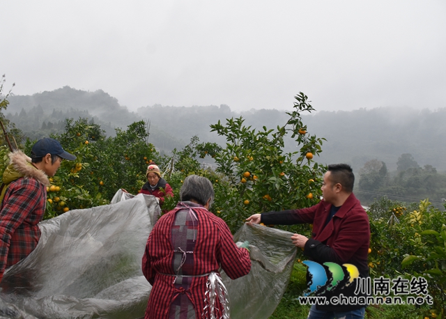 納溪區(qū)鄉(xiāng)賢劉華強：扎根鄉(xiāng)村，助農發(fā)展(圖2)