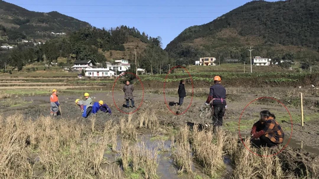 影響祖墳風(fēng)水？敘永大姐蹲田坎、搶設(shè)備阻擋施工！