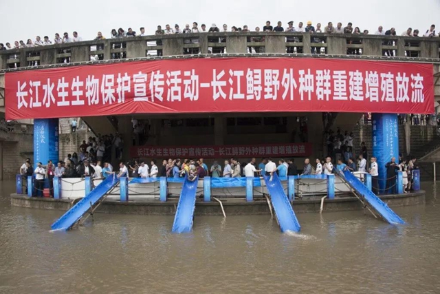 保護長江珍稀特有魚類，宜賓這對父子“癡“情專注28年！(圖2)