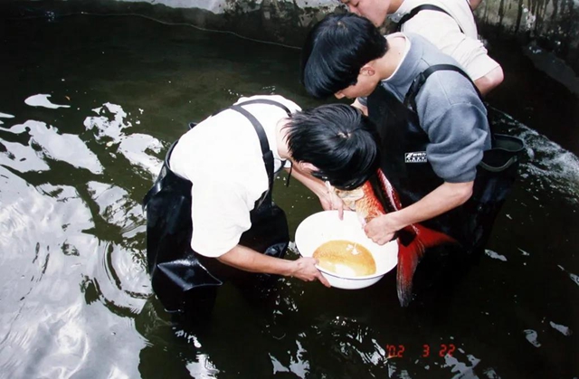 保護長江珍稀特有魚類，宜賓這對父子“癡“情專注28年！(圖4)