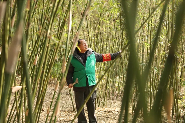 【森林防滅火】瀘州納溪：青山有人管 綠林有人護(圖3)