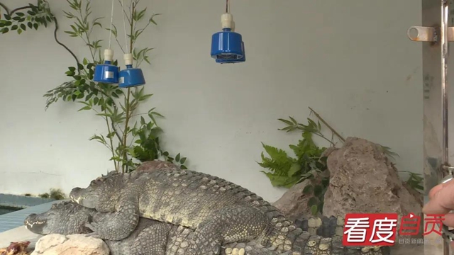 免費(fèi)WIFI全園區(qū)覆蓋！自貢動(dòng)物園改造升級(jí)完成，TA們也有福利哦！(圖2)