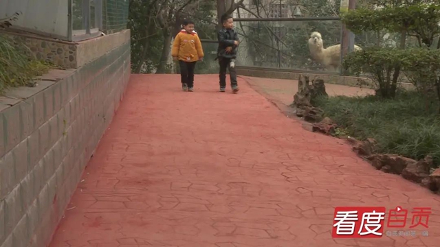 免費(fèi)WIFI全園區(qū)覆蓋！自貢動(dòng)物園改造升級(jí)完成，TA們也有福利哦！(圖3)