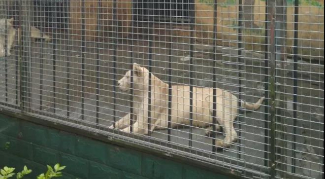 免費(fèi)WIFI全園區(qū)覆蓋！自貢動(dòng)物園改造升級(jí)完成，TA們也有福利哦！(圖6)