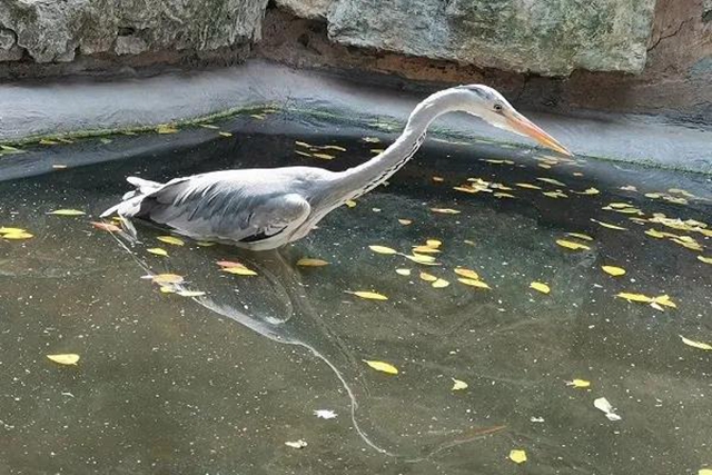 免費(fèi)WIFI全園區(qū)覆蓋！自貢動(dòng)物園改造升級(jí)完成，TA們也有福利哦！(圖5)