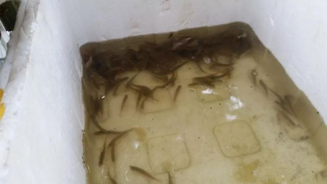 網(wǎng)店銷售野生魚？瀘州市監(jiān)立即行動(dòng)！(圖4)