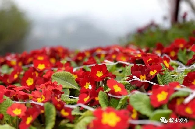 年味漸濃丨大紅燈籠高高掛，今年春節(jié)敘永有點(diǎn)靚(圖6)