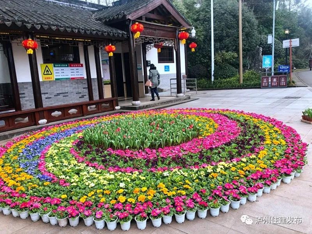 最美色彩迎新年，百萬盆鮮花扮靚瀘州城！(圖3)