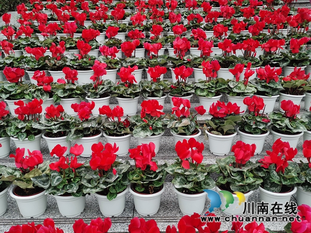 記憶合江，在這里尋找年的味道！(圖1)