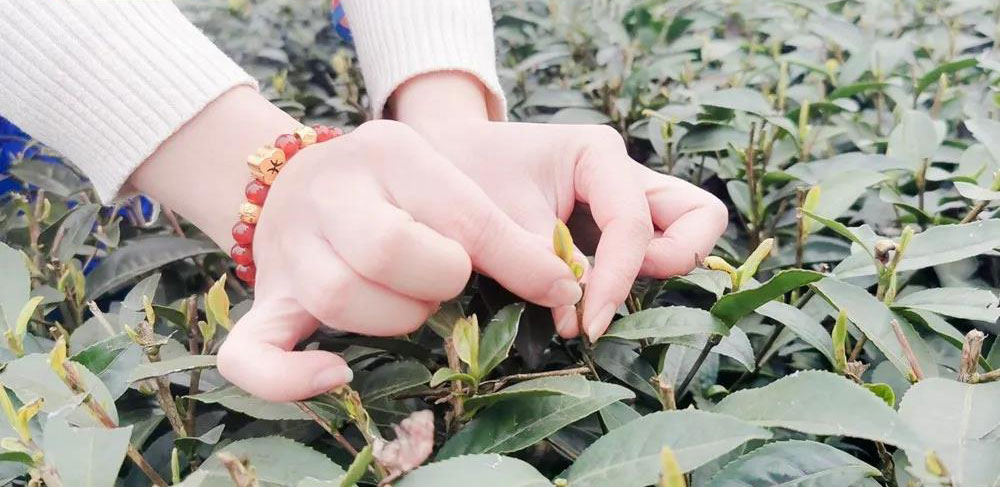 宜賓早茶節(jié)(圖7)