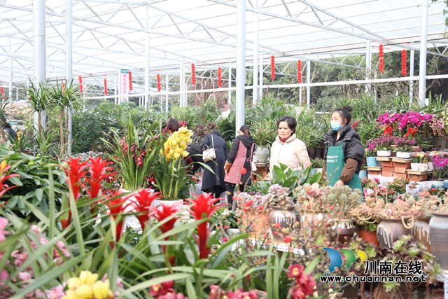 龍馬潭：“年宵花”扮靚家，熱鬧喜慶迎新年(圖2)
