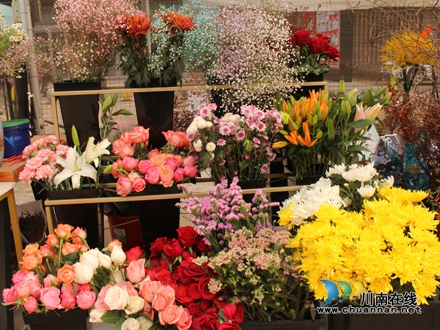 龍馬潭：“年宵花”扮靚家，熱鬧喜慶迎新年(圖4)