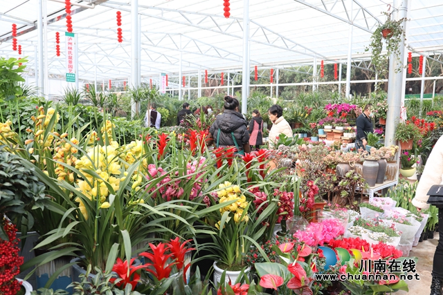 龍馬潭：“年宵花”扮靚家，熱鬧喜慶迎新年(圖5)