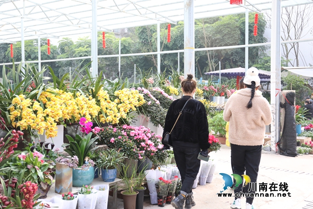 龍馬潭：“年宵花”扮靚家，熱鬧喜慶迎新年(圖6)