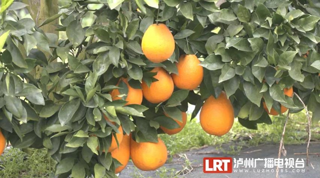 雞鳴三省大橋通車一年，當地人生活發(fā)生了哪些變化？(圖8)