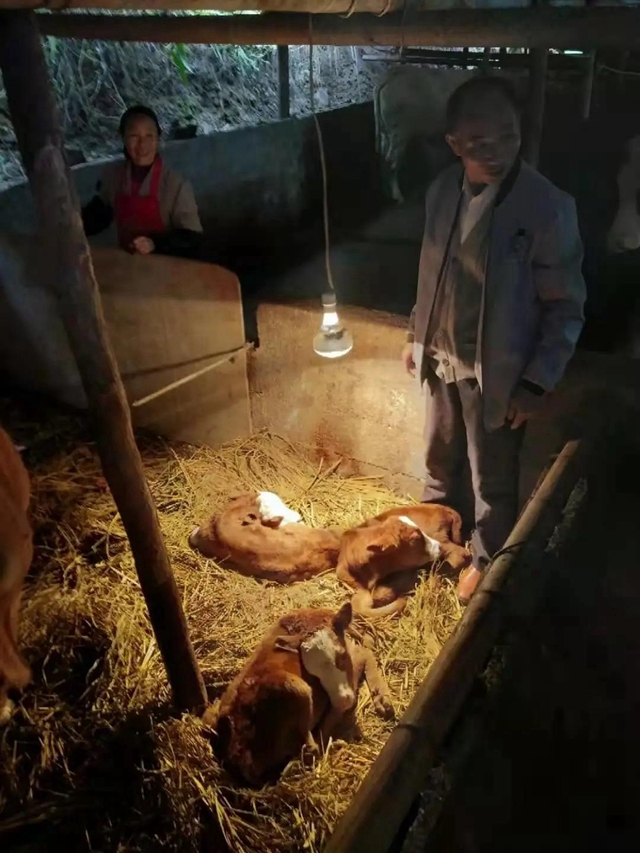 稀奇！宜賓一養(yǎng)牛場(chǎng)的母牛下了三胞胎！還有人出10萬(wàn)購(gòu)買！(圖1)