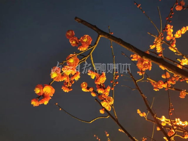 趕快來！內(nèi)江城區(qū)這兩個公園在辦“燈會”(圖2)