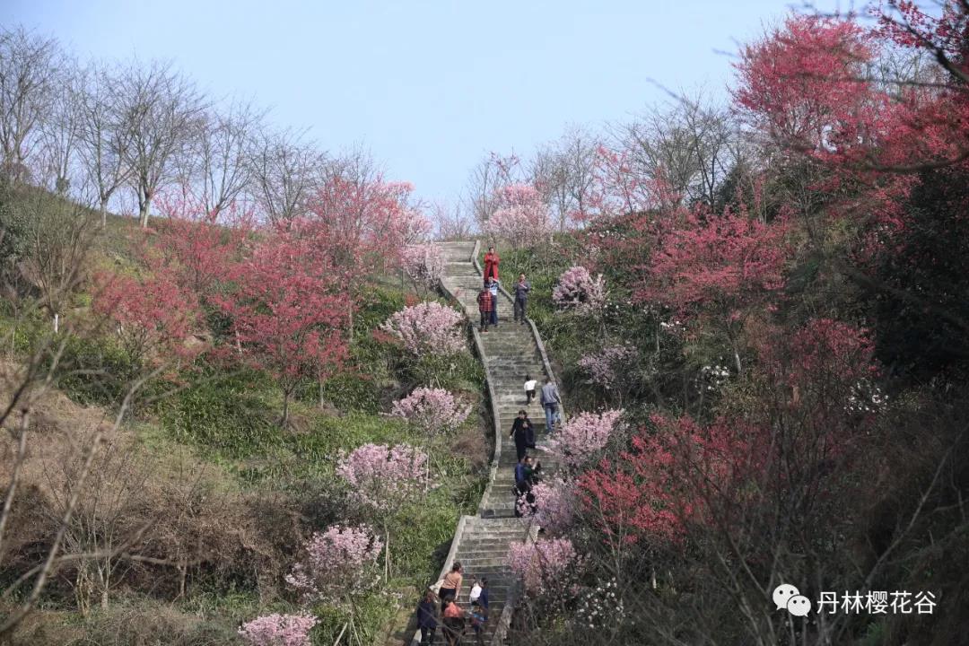 開園啦！丹林櫻花谷今日開園(圖3)