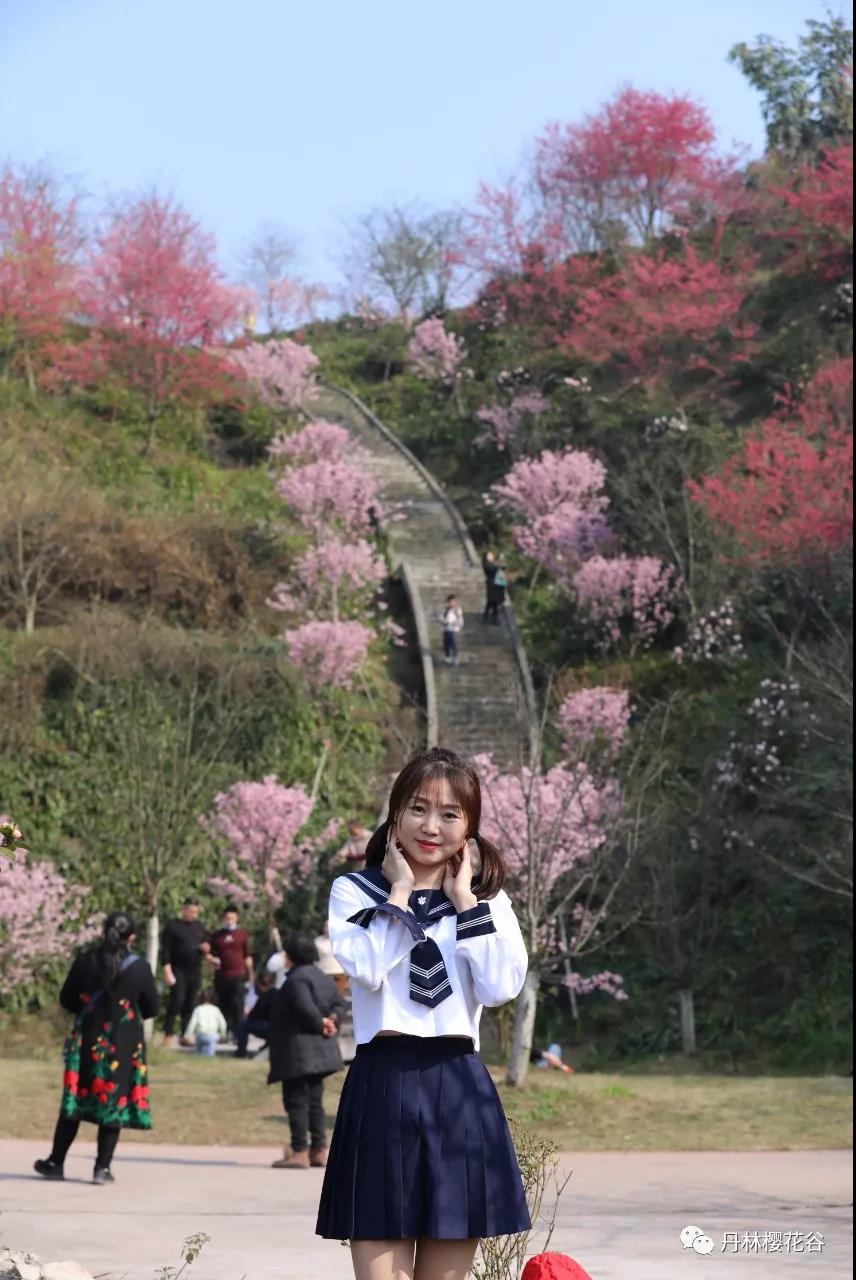 開園啦！丹林櫻花谷今日開園(圖4)